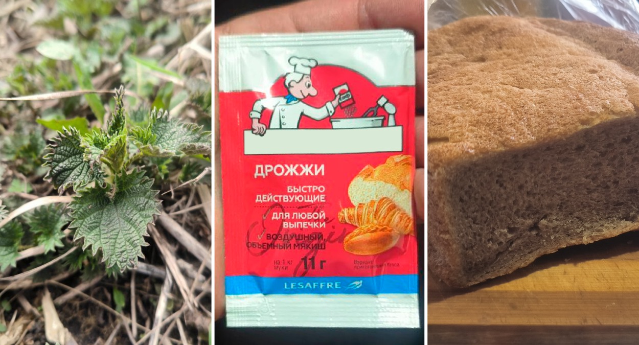Дрожжи, хлебные сухари и крапива: лучшая натуральная подкормка для перцев