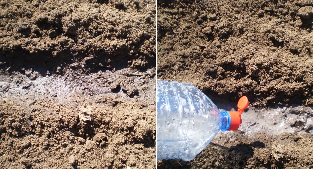 Прореживать грядки больше не нужно: оригинальный способ посадки моркови с помощью крахмала