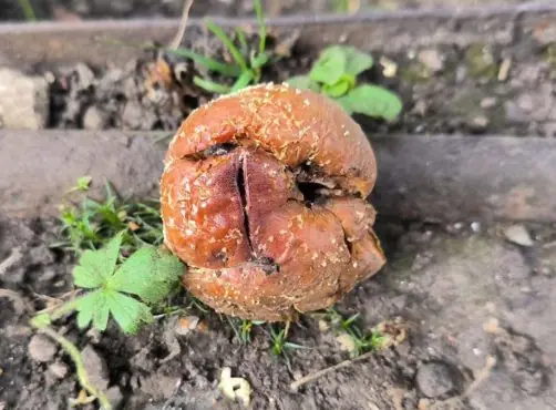 Что делать с гнилыми яблоками и грушами на даче