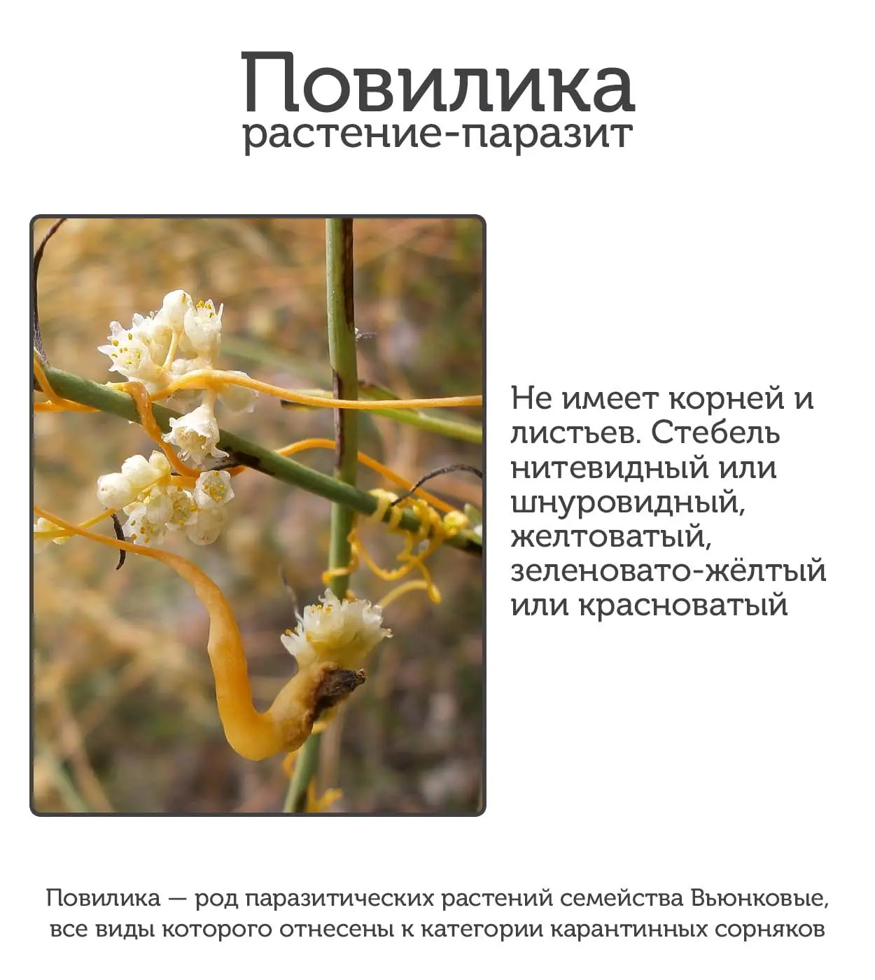 Как избавиться от повилики: сорняк на редкость агрессивен и живуч