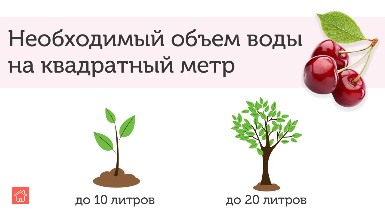 С вишни осыпается завязь: что нужно срочно сделать, чтобы это предотвратить