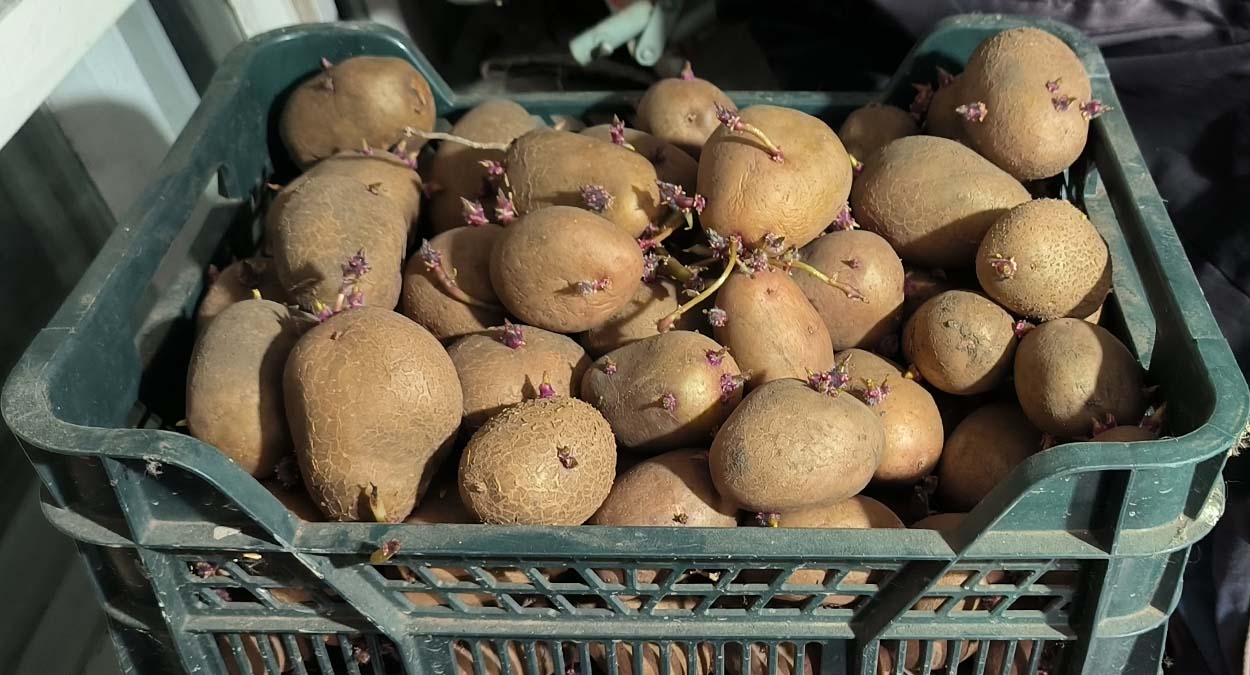 Простая хитрость с клубнями увеличит урожайность картофеля в два раза: так делают опытные огородники