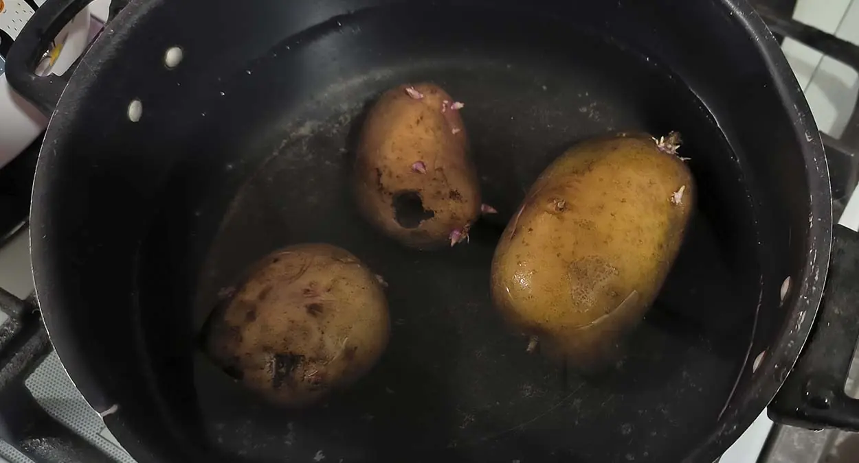 Как использовать картофельный отвар для подкормки любой рассады