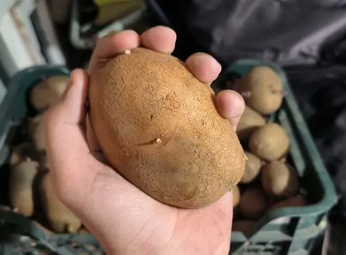 Простая хитрость с клубнями увеличит урожайность картофеля в два раза: так делают опытные огородники