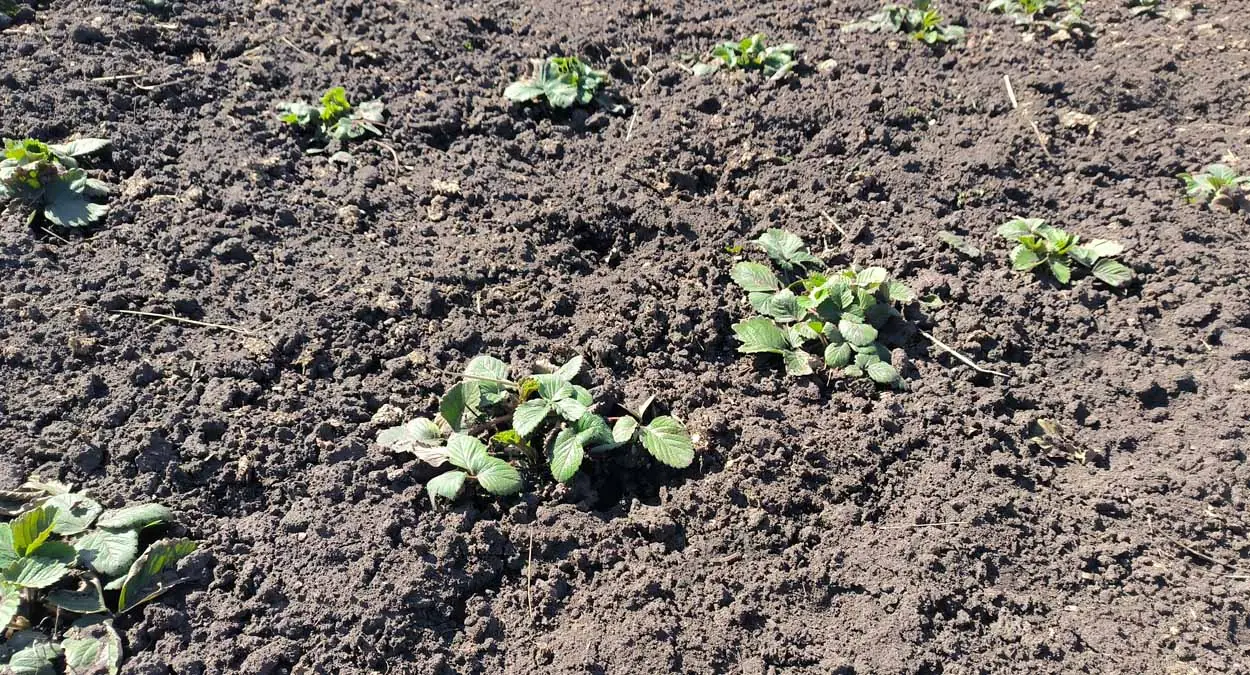 Прополка останется в воспоминаниях: защищаем грядки клубники от сорняков