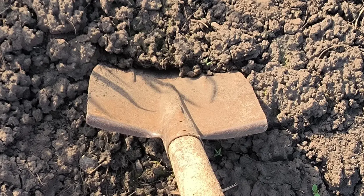 Свежий навоз осенью? Для глинистых почв — оптимально