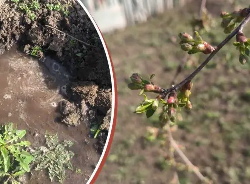 На вишне ягоды будут висеть гроздьями: «запретный» метод полива