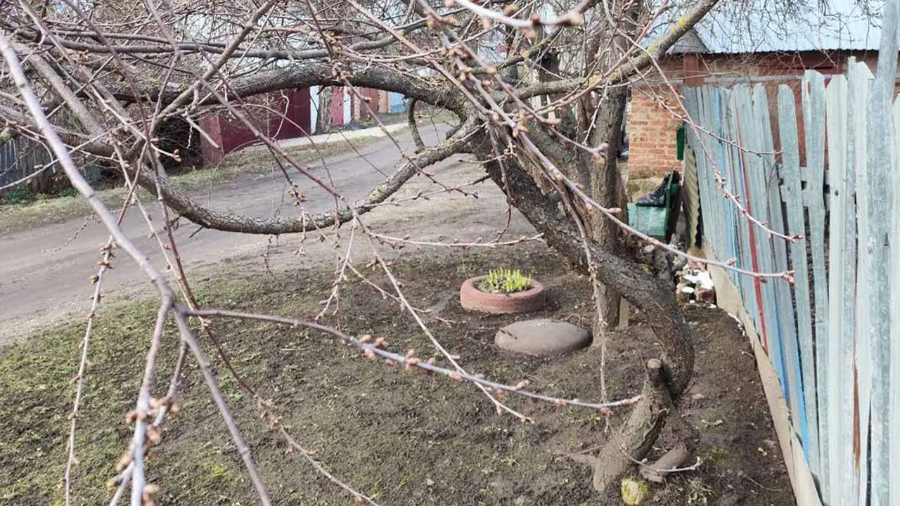 Почему вишня пускается в «холостую гонку»: дерево цветет но не плодоносит —раскрываем причину из-за которой годами не бывает ягод