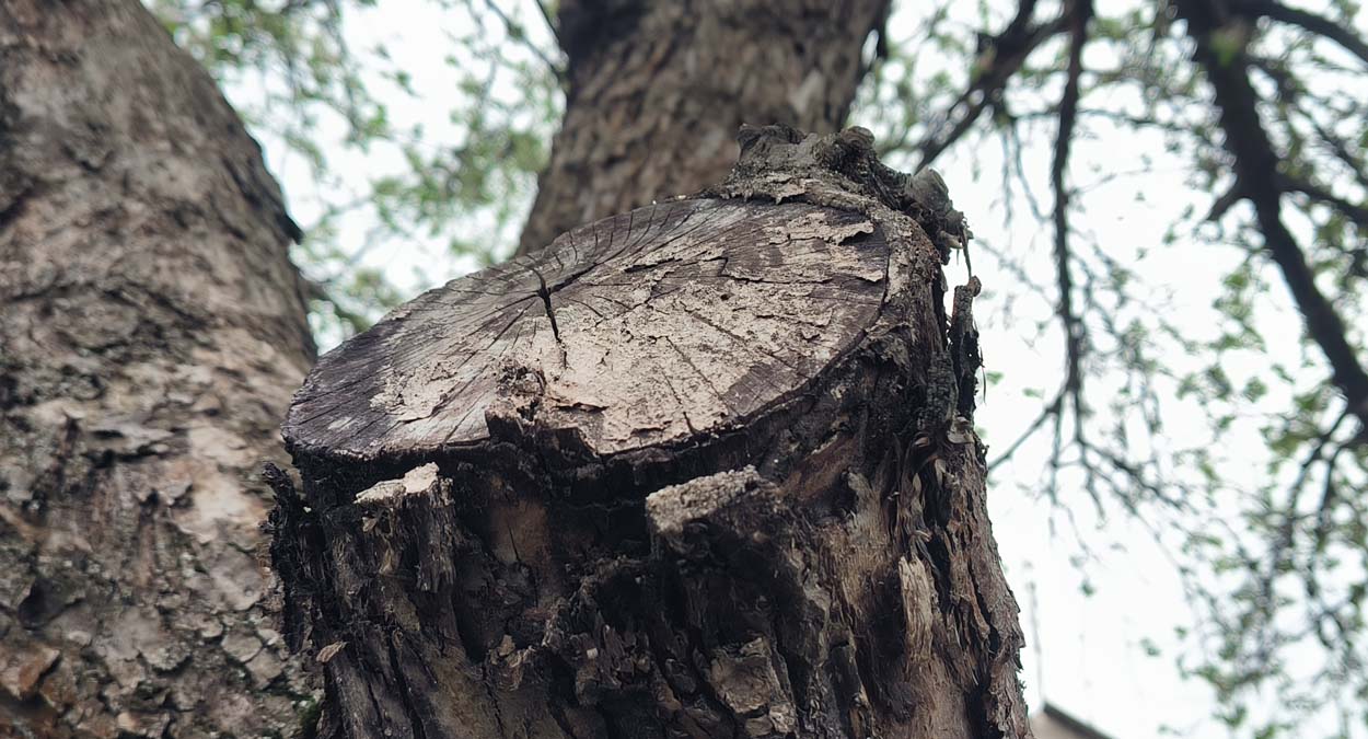 Почему на стволе яблони появились пятна оранжевого цвета