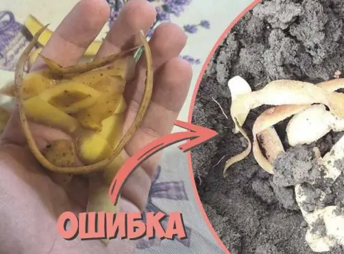 Опасное удобрение: в каком случае картофельные очистки не принесут пользы на огороде