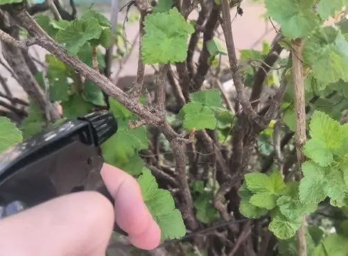 Защита смородины во время созревания ягод: чем опрыскать кусты, чтобы спасти урожай и не навредить здоровью