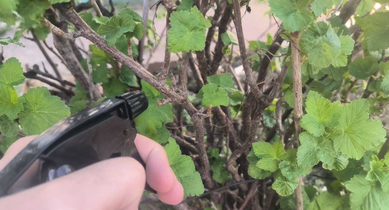 Чесночная защита от клещей на смородине: от вредителей не останется и следа