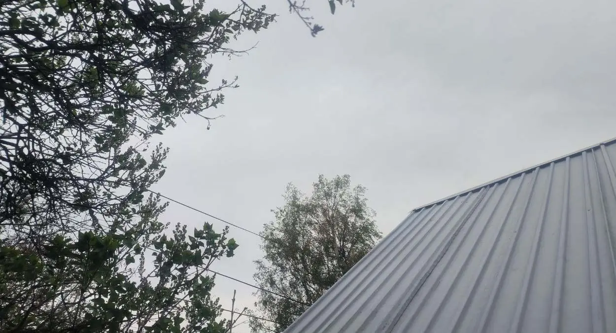 Почему огородники удаляют усы у рассады огурцов: одна из причин