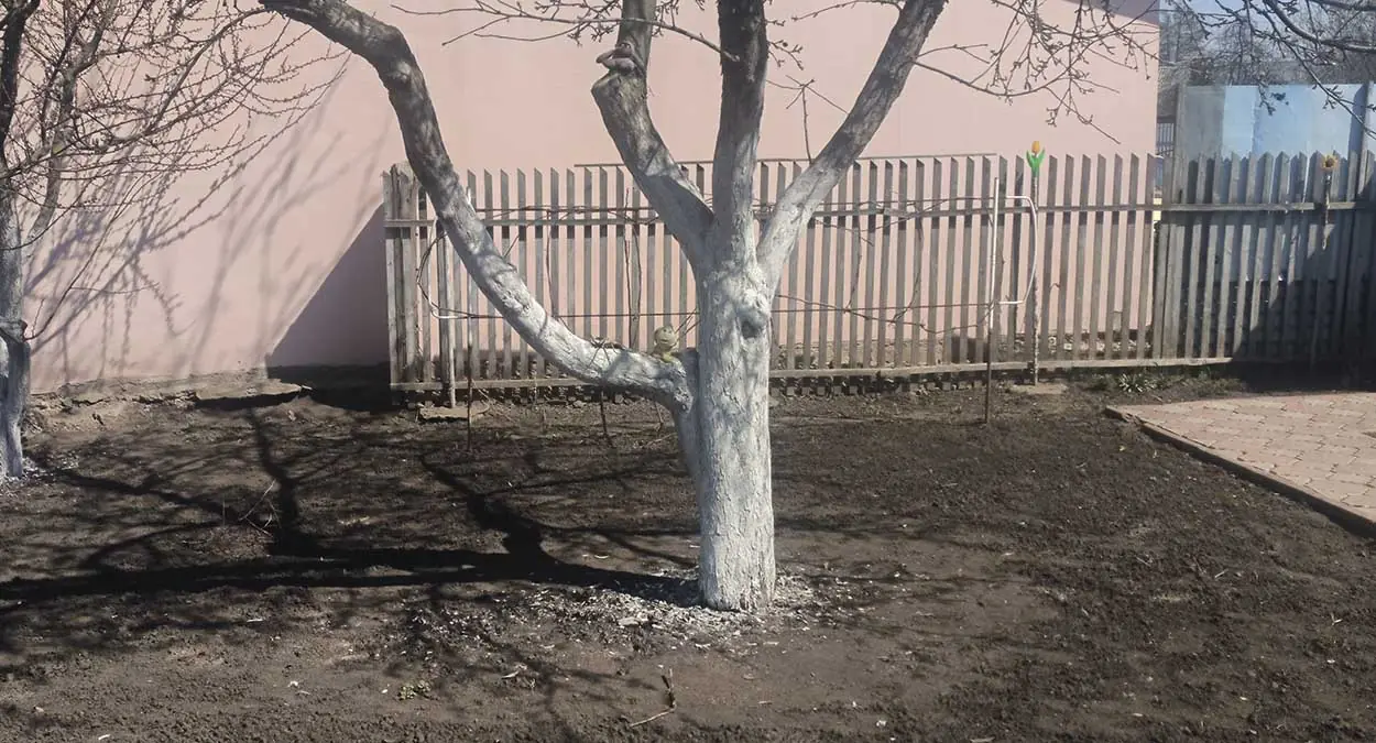 Снег сошёл — опрыскиваем яблони и груши при +5°C и ставим ловчие пояса