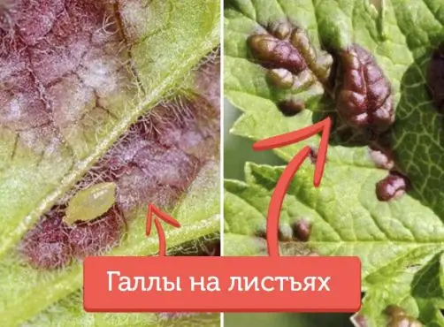 Калина и смородина по соседству: тля скажет только спасибо за такой подарок