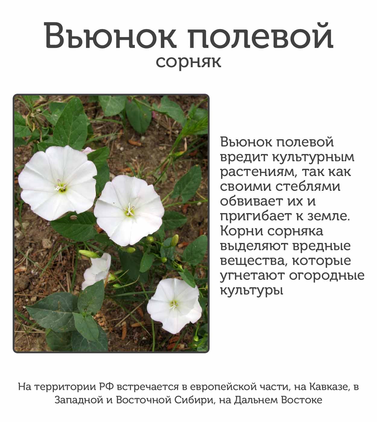 Пока садоводы спят, этот сорняк захватывает огород и уничтожает урожай: как побороть вьюнок