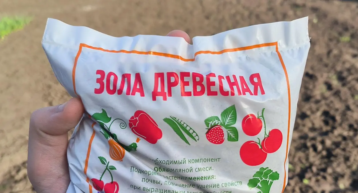 Как правильно посадить яблоню весной, чтобы она прижилась