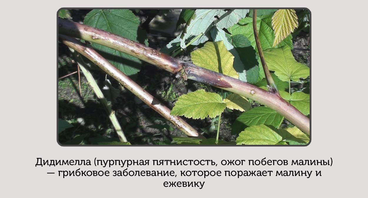 На малине появились пурпурные пятна на побегах: срочно спасаем ягодник