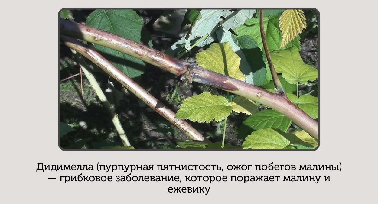 На малине появились пурпурные пятна на побегах: срочно спасаем ягодник