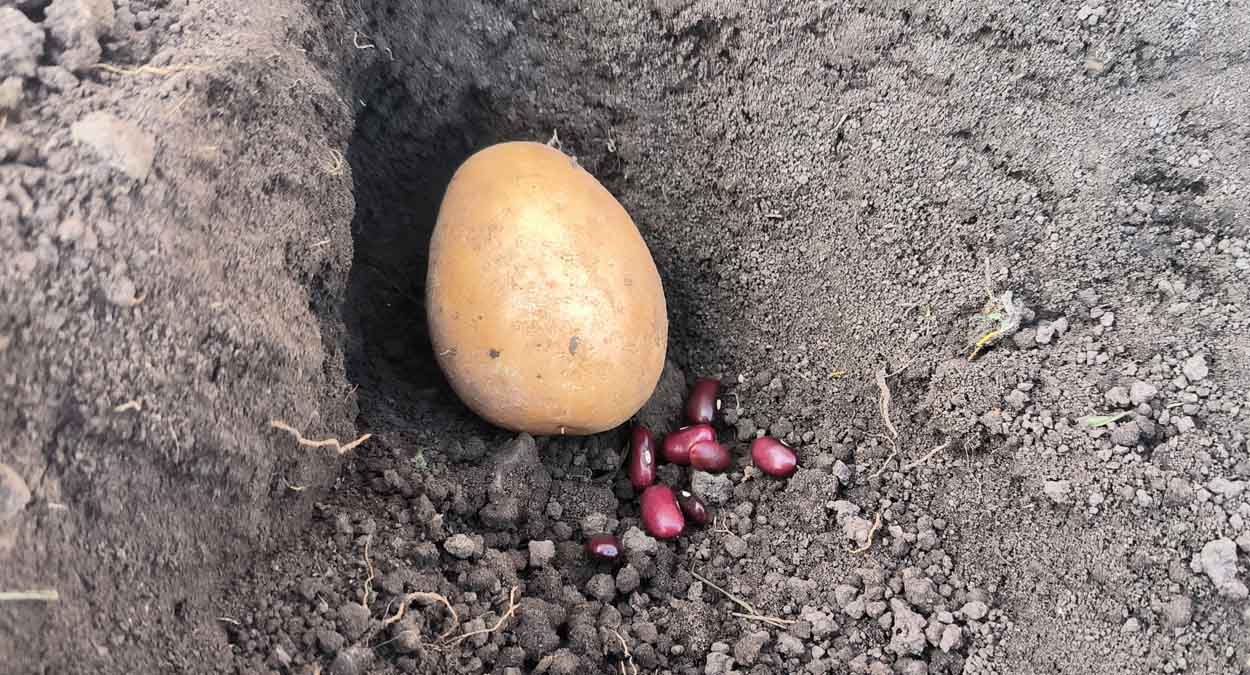 Фасоль в лунку с картошкой от проволочника: поможет ли справиться с вредителем? Разбираемся