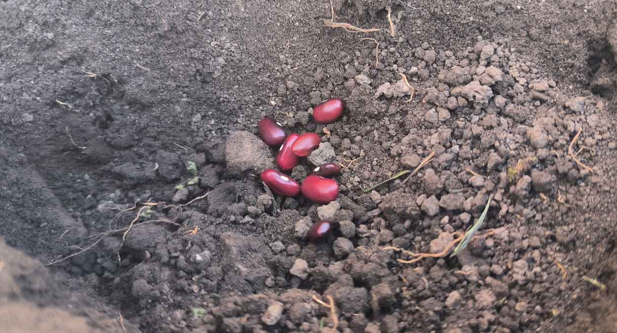 Фасоль в лунку с картошкой от проволочника: поможет ли справиться с вредителем? Разбираемся