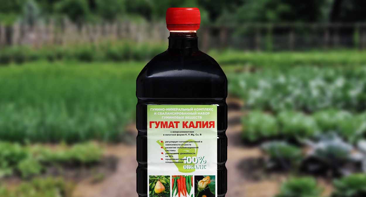 Помогаем рассаде перца в «пустой» земле: полейте этим раствором, и рассада станет настоящим «крепышом»