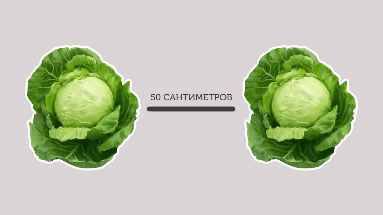 Что нужно сделать, чтобы капуста выросла на короткой ножке, а не на длинной