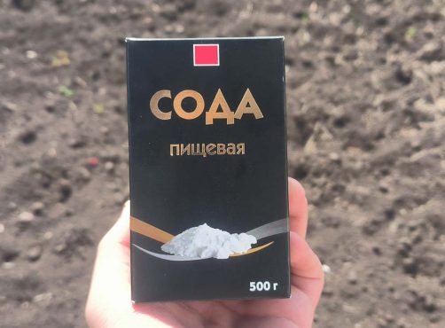 Какие продукты с кухни спасут урожай: 5 проверенных рецептов