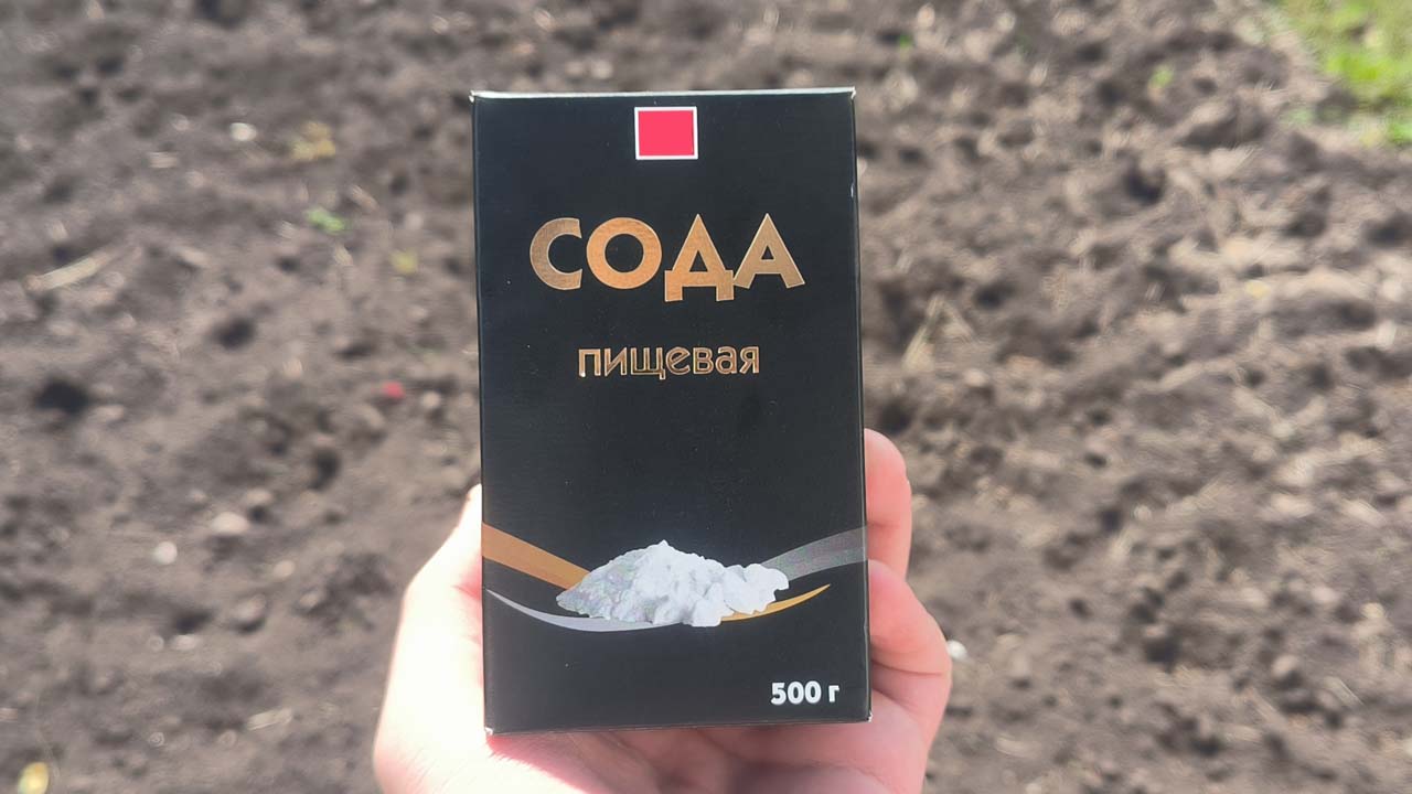Укроп вырастет ароматным и пышным, если в воду для полива добавить пол-ложки этого средства