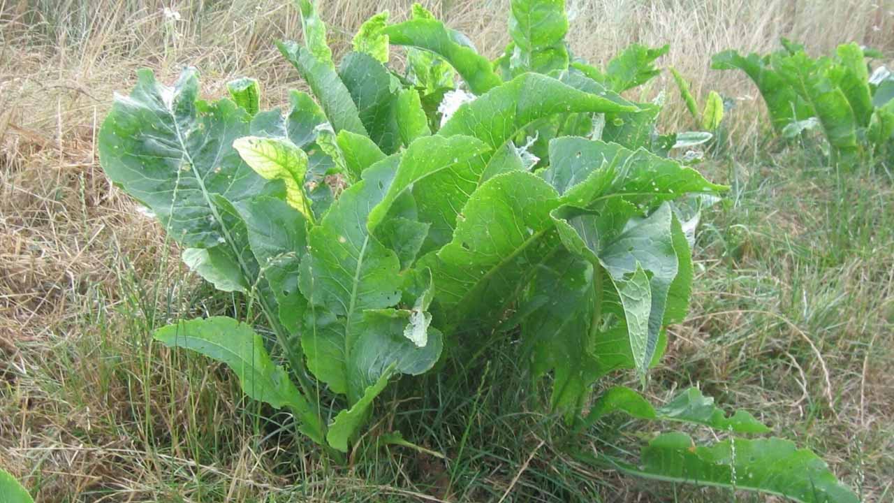 Как навсегда избавиться от хрена на огороде: способы на любой вкус