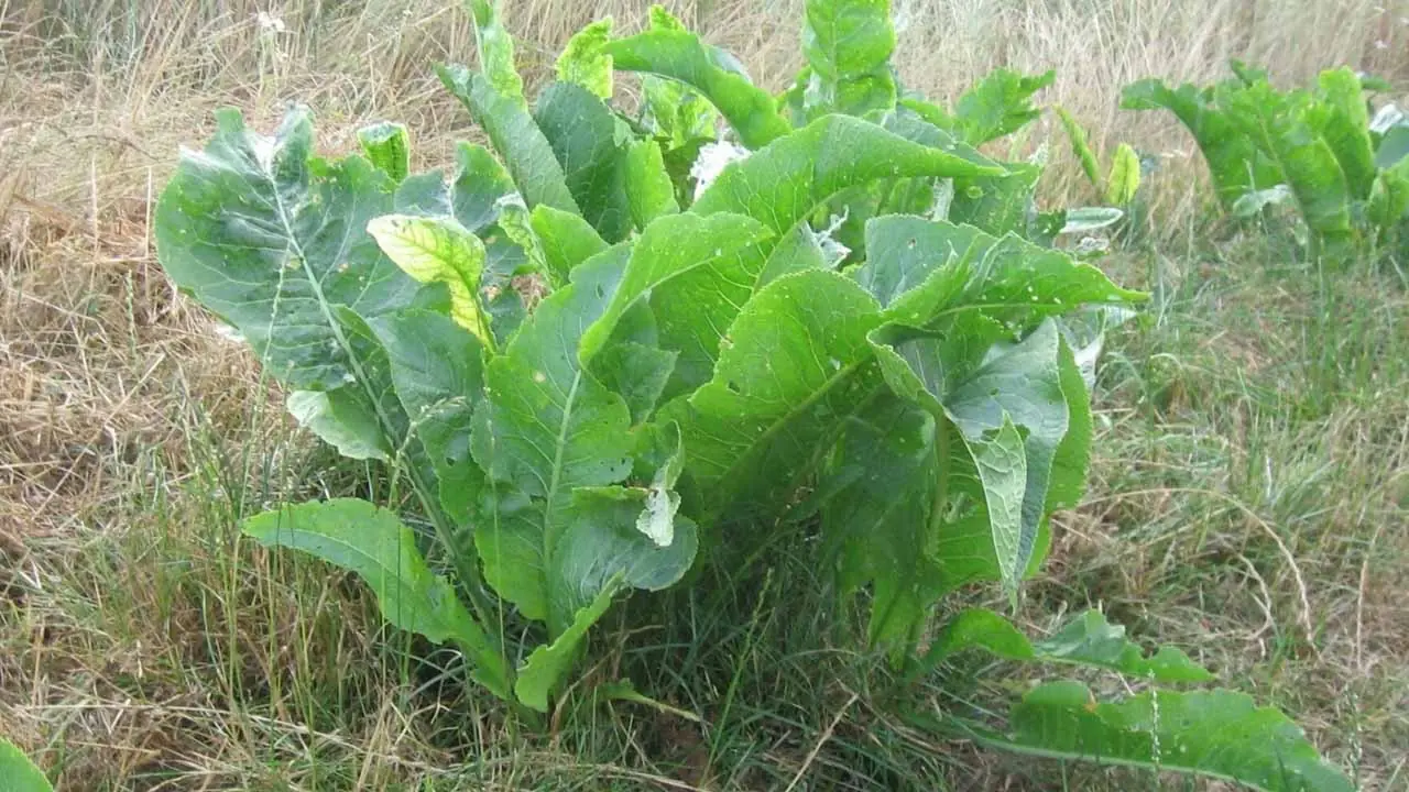 Как навсегда избавиться от хрена на огороде: способы на любой вкус