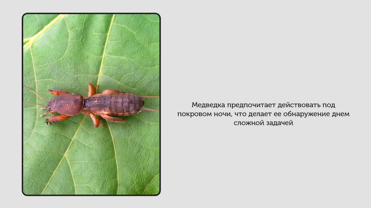Медведка близко не подойдёт к посадкам: изгоняем вредителя с огорода с помощью лукового настоя