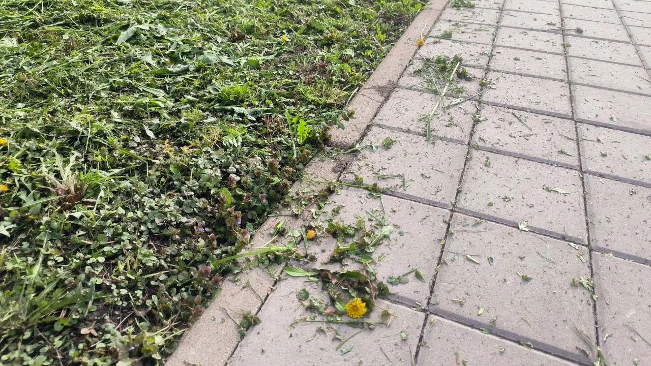 Зачем садоводы проводят мульчирование огорода «горячей» травой: разбираемся в тонкостях