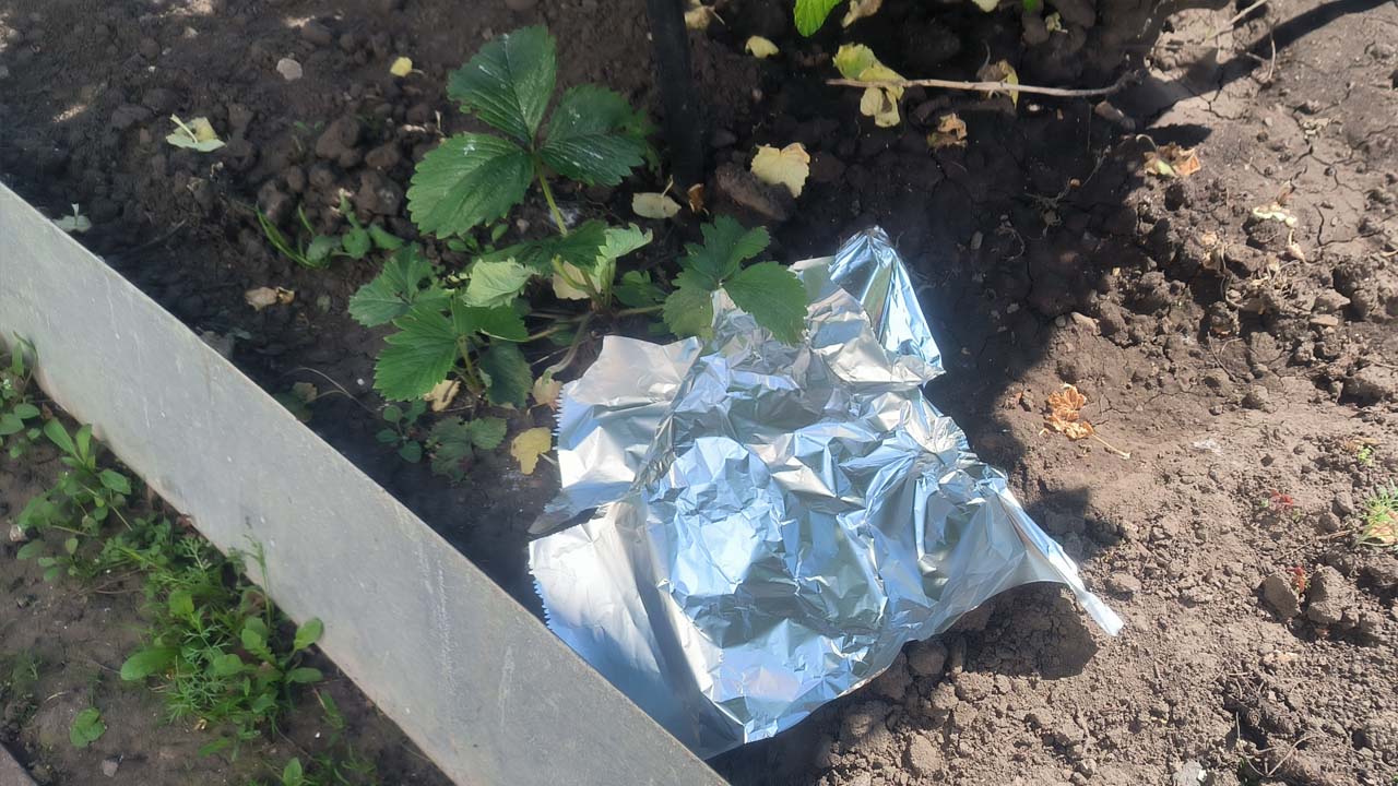 Как заставить клубнику плодоносить до самых заморозков с помощью фольги: хитрый трюк из СССР