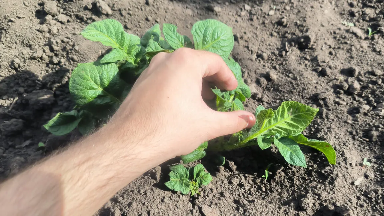 Получите ведро картофеля с куста: главное, успейте сделать это в первых числах июня