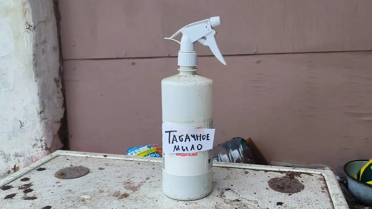 Эффективность табачного мыла против тли: печальный опыт