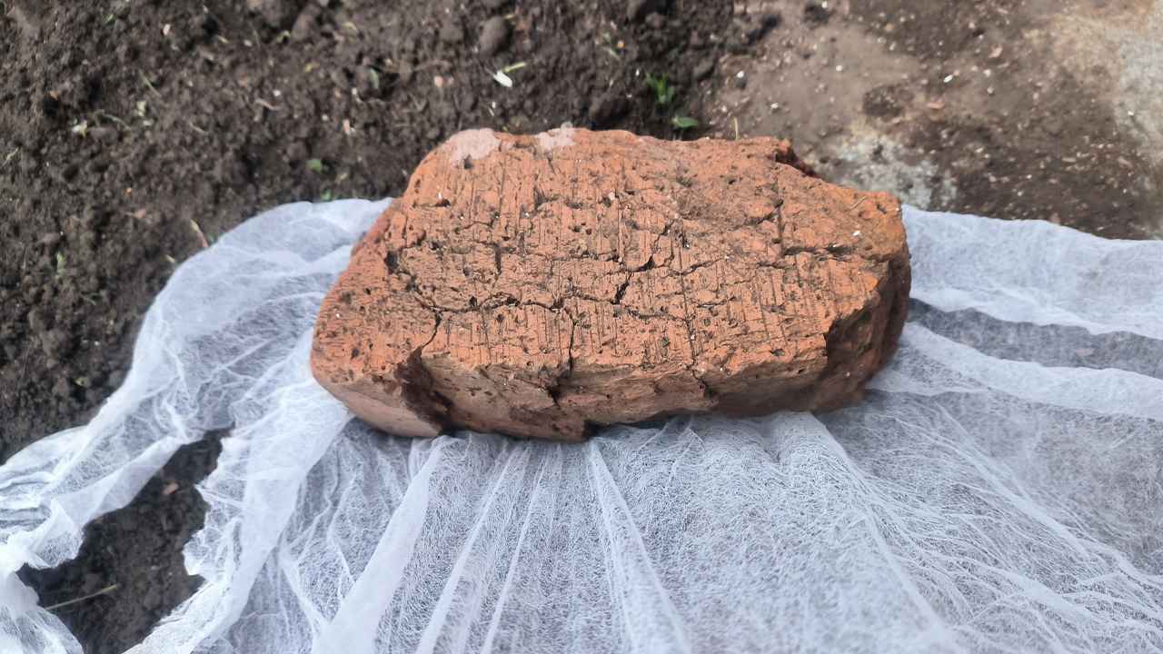 Как с помощью тюли спасти урожай от луковой мухи? Создаем барьер из ненужного куска ткани
