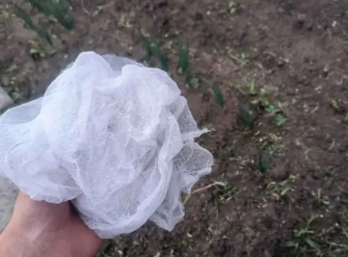 Как с помощью тюли спасти урожай от луковой мухи? Создаем барьер из ненужного куска ткани