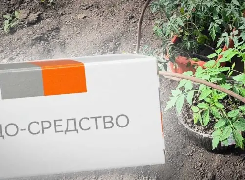 Витамин B9: как помочь томату пережить стресс после посадки в грунт с помощью аптечного средства