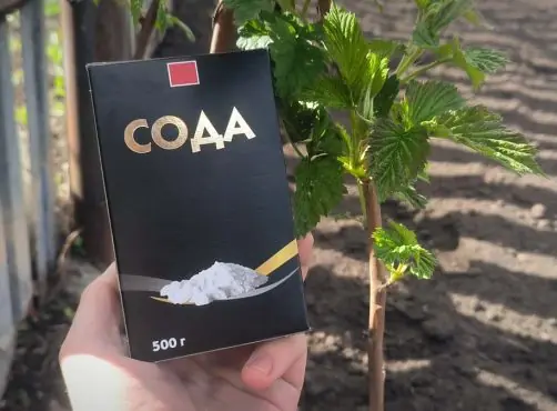 Как с помощью соды избавиться от малинного жука: хитрость от опытных дачников