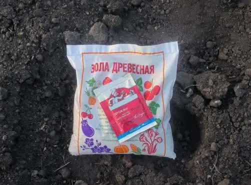 Почему дрожжи нельзя вносить в почву без золы: вместе эти два компонента превратят подкормку в настоящий суперфуд