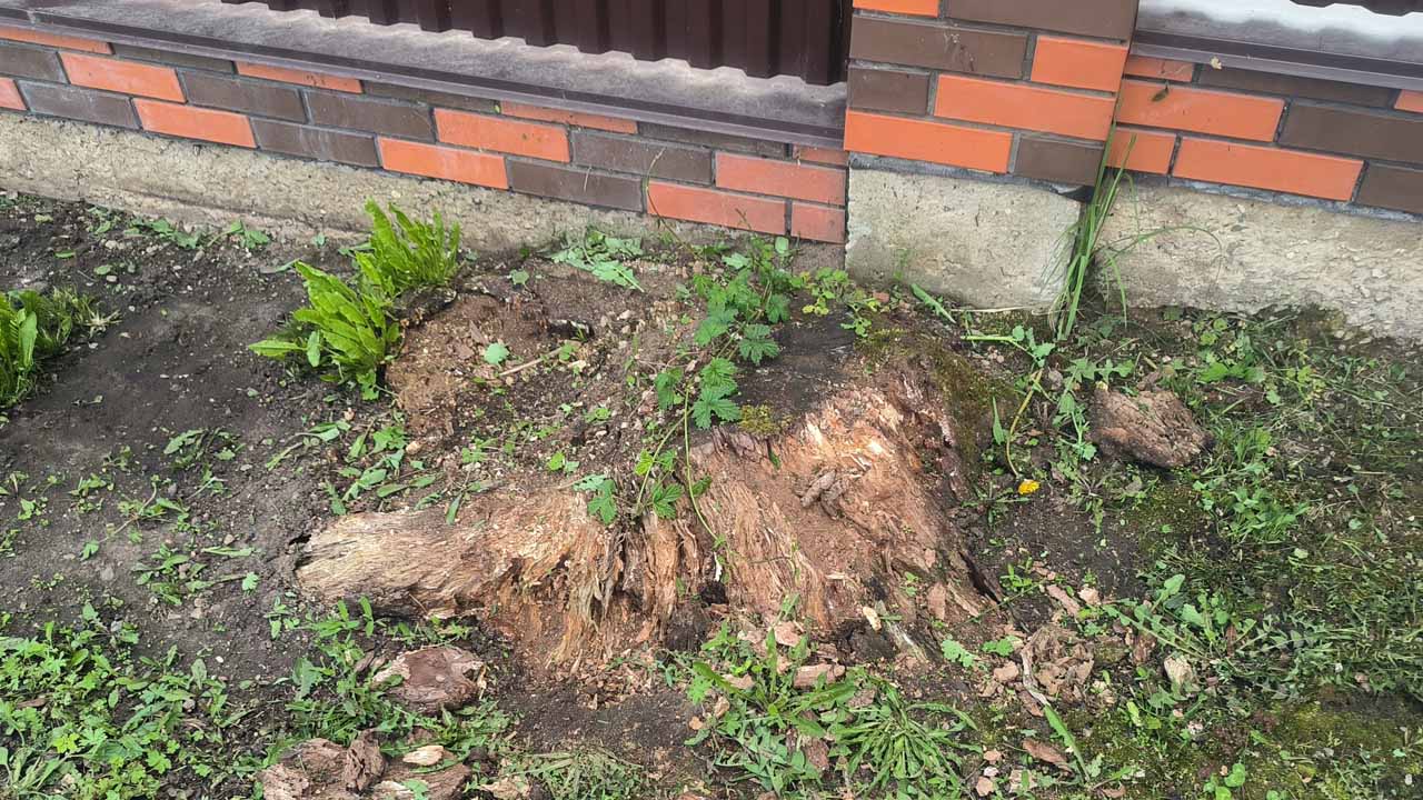Как избавиться от пня на огороде без корчевания за несколько часов: копать ничего не нужно
