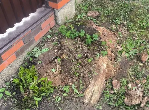 Как избавиться от пня на огороде без корчевания за несколько часов: копать ничего не нужно