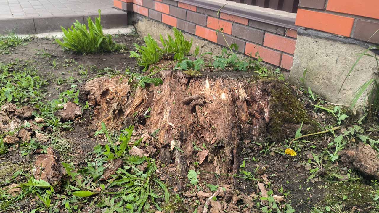 Как избавиться от пня на огороде без корчевания за несколько часов: копать ничего не нужно