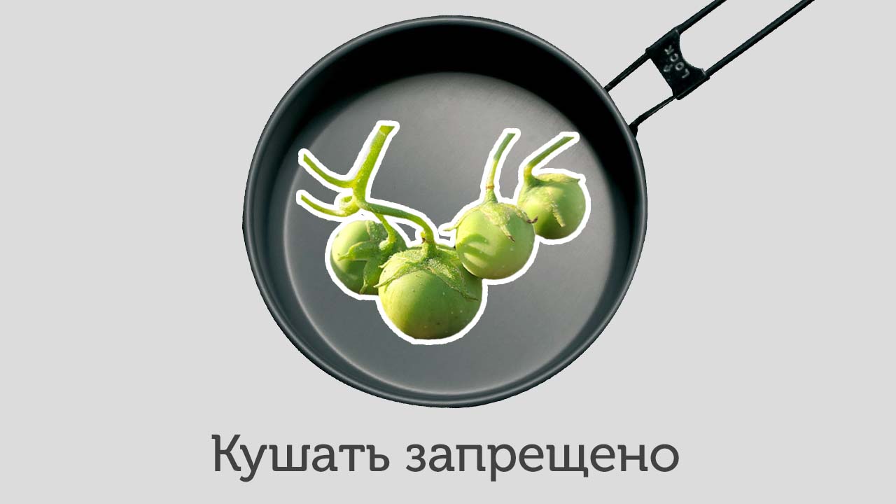 Почему на ботве картофеля растут плоды, похожие на «помидоры»: что делать с этими зелеными «шариками»?