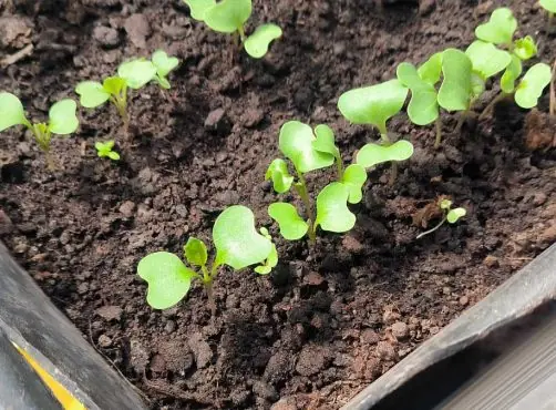 Какую подкормку нужно внести первой после посадки капусты в грунт: от этого зависит урожай
