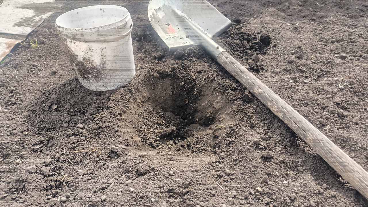 При посадке перца добавьте в лунку смесь из трех компонентов: так делают только опытные дачники