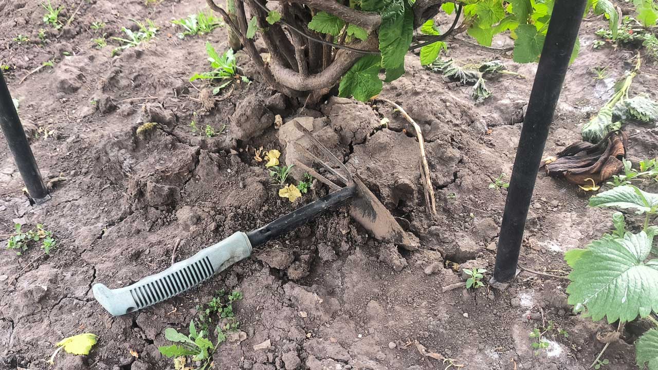 Ни в коем случае не рыхлите почву у смородины, можете повредить корни
