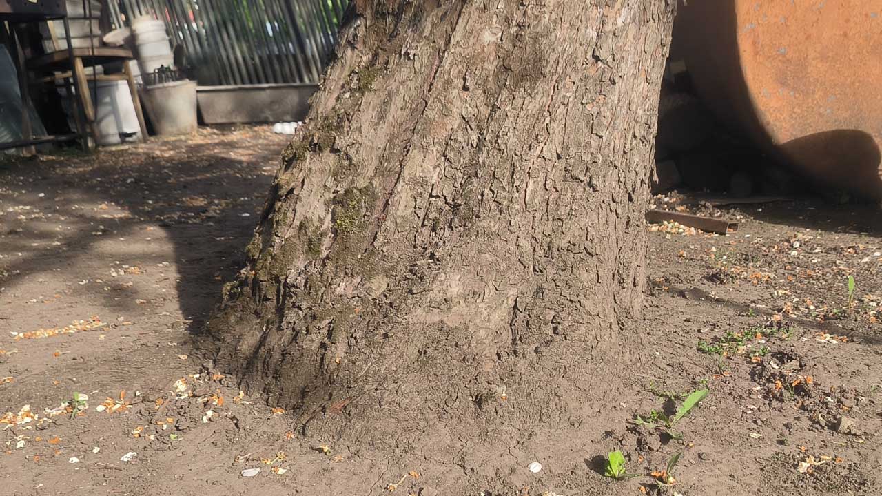 Как защитить плодовые деревья от муравьев с помощью защитной пасты