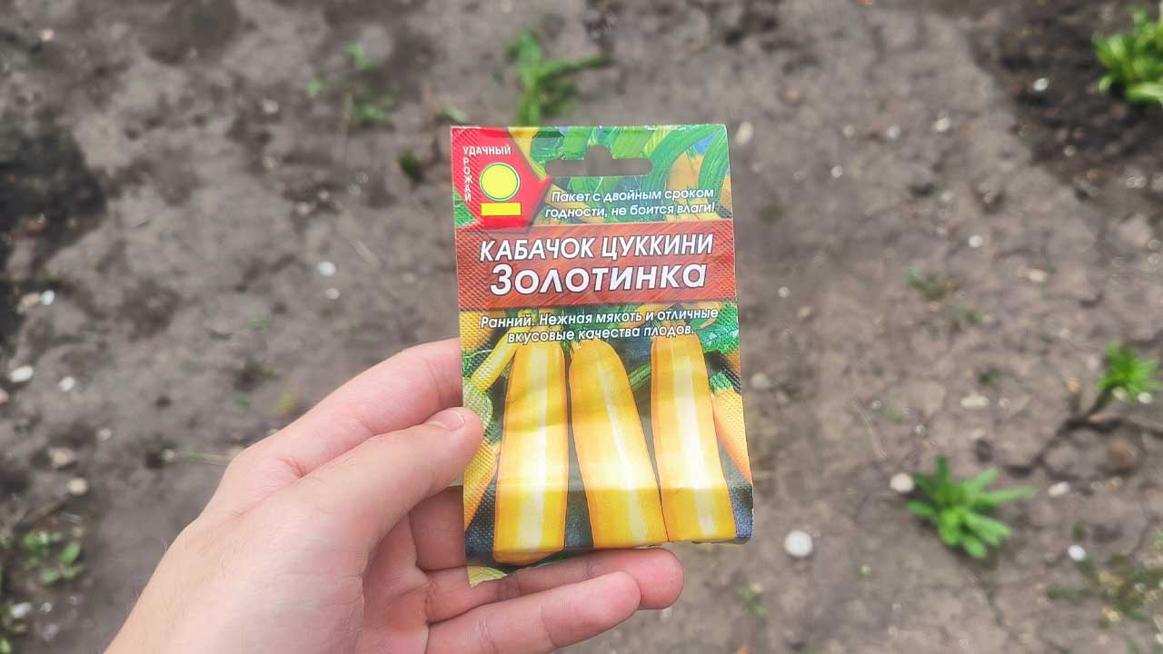 Как сформировать правильно кусты кабачков: дело пяти минут